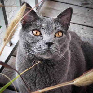 Luigi 2 - Galerie photos de chats par Ô p'tits félins Annecy