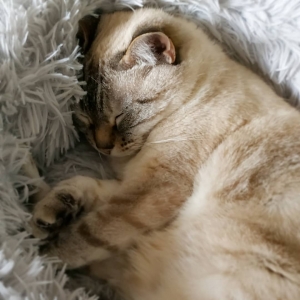 Maya 2 - Galerie photos de chats par Ô p'tits félins Annecy
