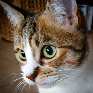 Paddle - Galerie photos de chats par Ô p'tits félins Annecy